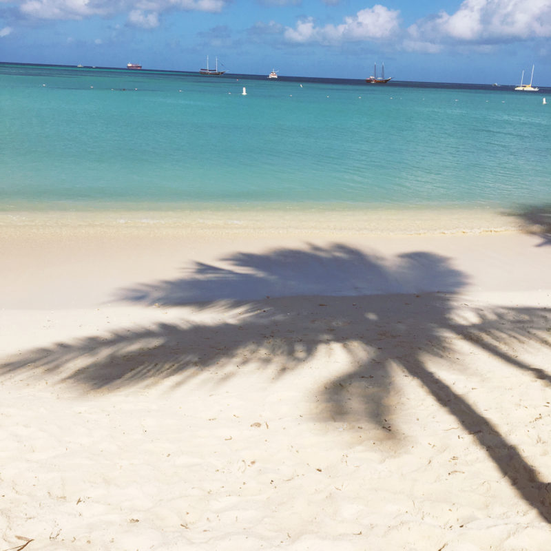 PAlm tree-Aruba-palm beach-travel blog