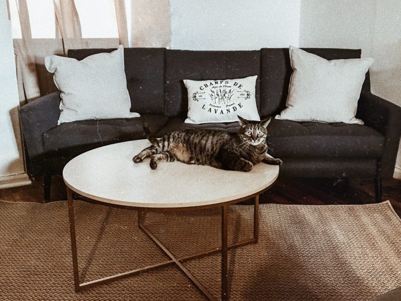 cats-coffee table-home goods-burrow-navy blue couch-interiors