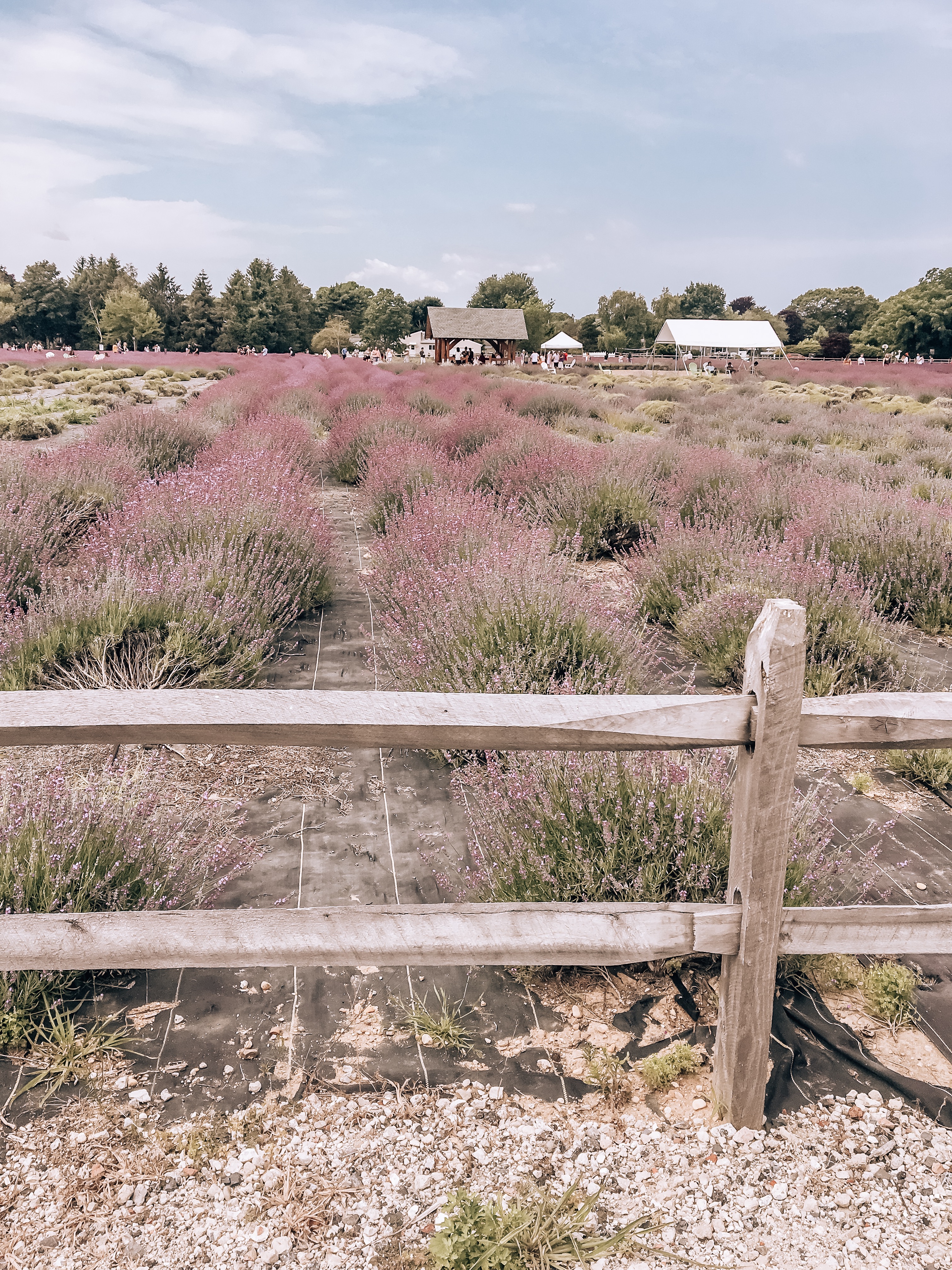 THREE - Lavender by the Bay - Lavender Field - North Fork - Long Island #lavender #flowers #travel #blogger #summer #vacation #travel